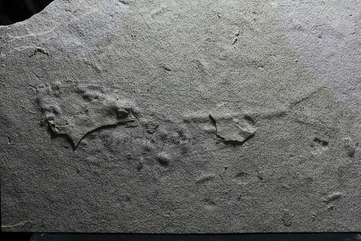 Unprepared Diplomystus Fossil Fish - About - Long #58586